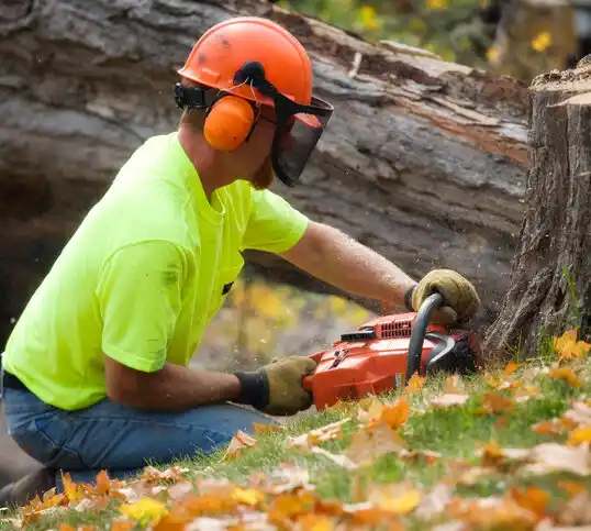 tree services Jeromesville